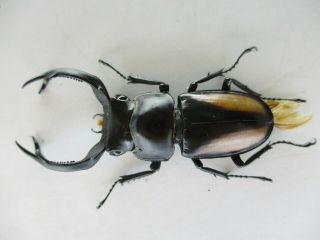 66731 Lucanidae: Rhaetulus crenatus.  Vietnam N.  58mm 2