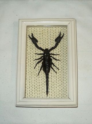 Real Insect: Black Scorpion In Frame Made Of Expensive Wood
