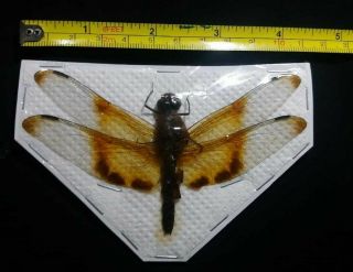 Dragonfly odonata CAMACINA GIGANTEA,  pair.  Borneo - Indonesia 2