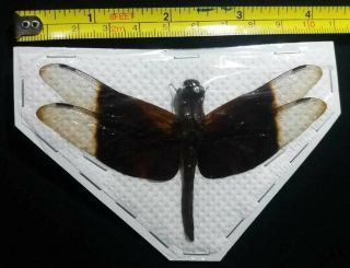 Dragonfly odonata CAMACINA GIGANTEA,  pair.  Borneo - Indonesia 3
