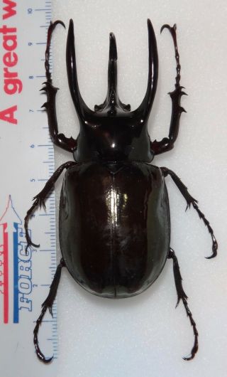 Chalcosoma Atlas 71.  6mm Male Indonesia Rhinoceros Beetle Insect Entomology