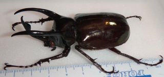 Chalcosoma atlas 71.  6mm Male Indonesia Rhinoceros Beetle Insect Entomology 2