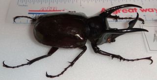 Chalcosoma atlas 71.  6mm Male Indonesia Rhinoceros Beetle Insect Entomology 3