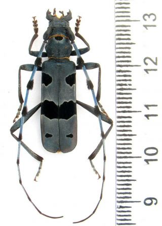 Beetles.  Cerambycidae.  Rosalia Alpina Male 30 Mm