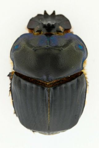 Scarabaeidae,  Coprophanaeus Gamezi,  Venezuela,  Pair