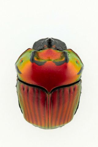 Scarabaeidae,  Oxysternon Festivum,  Red Pair