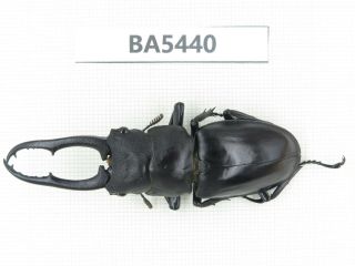 Beetle.  Hexarthrius Sp.  Yunnan,  Jinping County.  1m.  Ba5440.