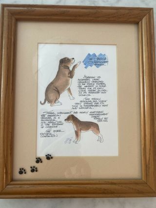 American Staffordshire Terrier Drawing Ink Watercolor Breed Description Framed