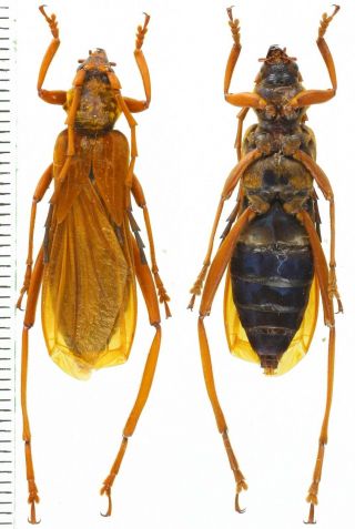 Scalenus Hemipterus - Cerambycidae 30mm From Bali Island,  Indonesia