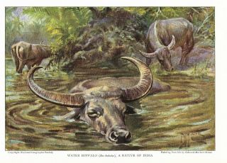 1925 Art Print Cattle Bovine Cow Water Buffalo Native Of India