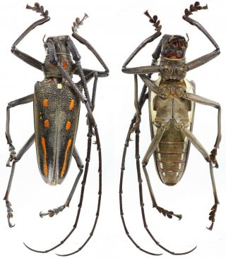 Batocera Rosenbergi - Cerambycidae 54 Mm From Flores Island,  Indonesia
