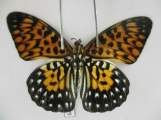 N13509.  Unmounted Butterflies: Nymphalidae Sp.  Siva.  Dak Lak.  Central Vietnam.