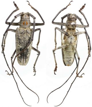 Batocera Humeridens - Cerambycidae 62 Mm From Timor Island,  Indonesia