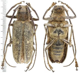 Batocera Humeridens - Cerambycidae 47 Mm From Timor Island,  Indonesia