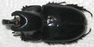 Dynastidae Megaceras morpheus Male A1 56mm (ECUADOR) XXL 2