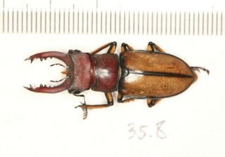 Lucanidae Lucanus Delavayi From Nw Yunnan 35.  8mm