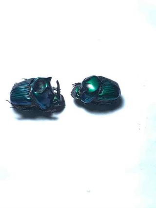 Scarabaeinae,  Oxysternon Palemo Pair Big Size A1