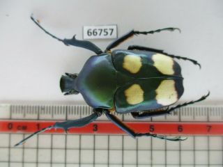 66757 Cetoniidae: Jumnos Ruckeri.  Vietnam N
