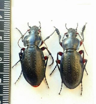 Beetles,  Insect,  Carabidae,  Carabus (trachycarabus) Besseri Pair South Ukraine