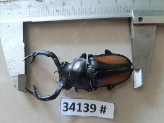 34139 Vietnam Beetles Rhaetulus Crenatus Pss.  A1 Size 61mm