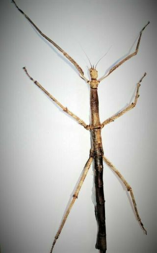 Uncommon Giant Asian Winged Stick Bug Tirachoidea Westwoodi Female Closed Usa