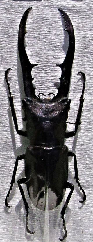 Staghorn Beetle Cyclommatus Metallifer Finae Black 70 Mm Male Fast From Usa