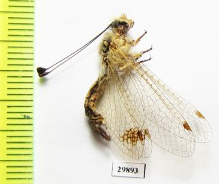 Neuroptera,  Ascalaphidae Sp. ,  Armenia
