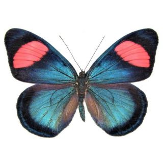 One Real Butterfly Blue Pink Batesia Hypochlora Peru Unmounted Wings Closed