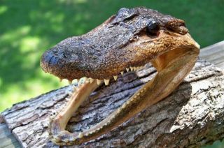 Real Alligator Gator Head Preserved Marine Animal 5 - 6 Inches