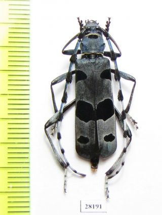 Cerambycidae,  Rosalia Alpina,  Female,  Greecce