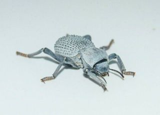 Blue Death Feigning Beetle Educational & Fun,  Desert Habitat Asbolus Verrucosus