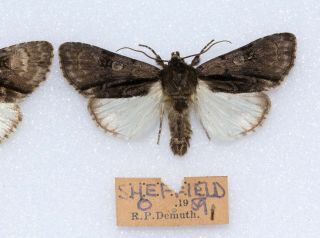 Alder Moth - A Northern Example Of The Colour Aberration " Suffusa " Sheffield