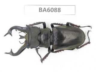 Beetle.  Lucanus Tibetanus Ssp.  Myanmar Border,  N Mt.  Gaoligongshan.  1m.  Ba6088.