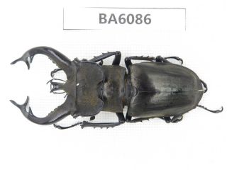 Beetle.  Lucanus Tibetanus Ssp.  Myanmar Border,  N Mt.  Gaoligongshan.  1m.  Ba6086.