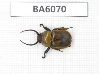 Beetle.  Rutelidae Sp.  Myanmar Border,  N Mt.  Gaoligongshan.  1pcs.  Ba6070.
