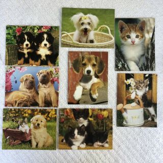 Puppy Kitten Photography Blank Notecards Multiple Photographers Set Of 8