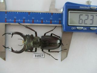 31827 Lucanidae: Lucanus Kraatzi Giangae.  Vietnam North.  62mm