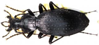 29.  Carabidae - Carabus (apotomopterus) Kouanping Daweiensis.  Female