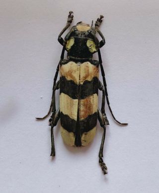Cerambycidae Sp From Linan Zhejiang 9101