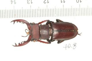 Lucanidae Lucanus Kirchneri Fujian 40.  8mm