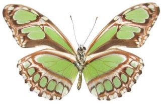 One Real Butterfly Green Philaethria Dido V Peru Papered Unmounted Wings Closed