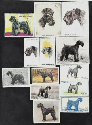13 Different Vintage Kerry Blue Terrier Tobacco/cig/tea Dog Cards