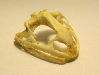 Frog Amphibian Skull Taxidermy Real