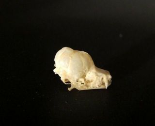 Miniopterus Medius Bat Skull Taxidermy Real