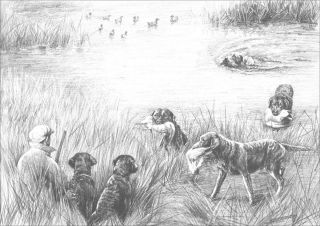 Chesapeake Bay Retriever Dogs By Marguerite Kirmse 1935 8 Blank Note Cards