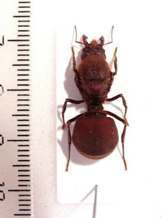 Hymenoptera Formicidae Ant Sp.  5.  Panama.  Giant