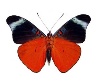 One Real Butterfly Red Flasher Panacea Prola Peru Unmounted Wings Closed