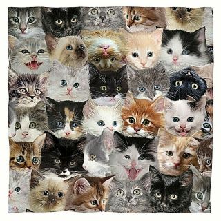 The Cats " The Kittens " 22 In X 22 In Bandana -