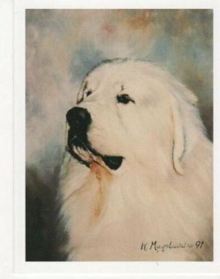 Great Pyrenees Head Study Note Card Set 12 Notecards W/ Envelopes Ruth Maystead