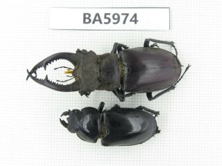 Beetle.  Lucanus Sp.  Yunnan,  Jinping County.  1p.  Ba5974.